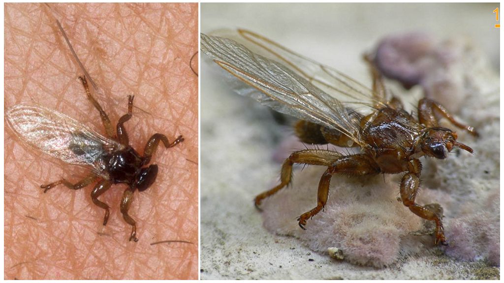 Шта је опасно од лозе мухе
