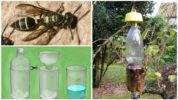 Plastikflaschen-Wespenfalle