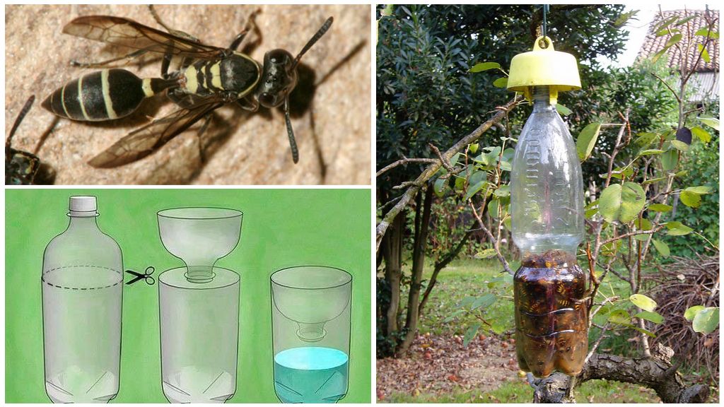 How to make a wasp trap from a plastic bottle