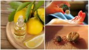 Anti-Tick Essential Oils