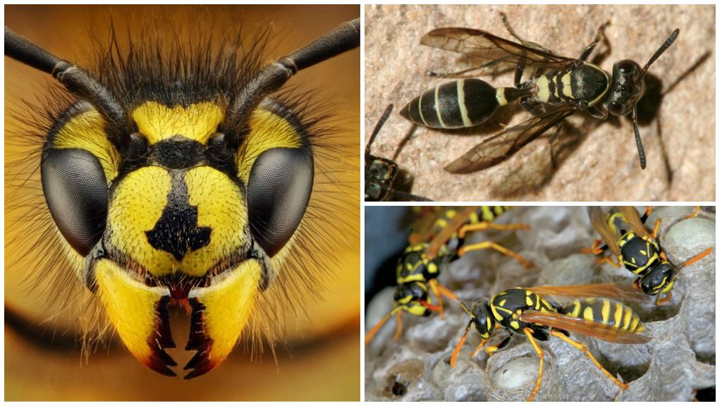 Can wasps see, sleep or fly at night