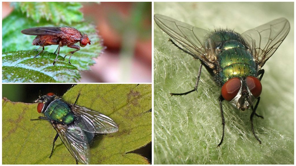 Description and photos of dung flies