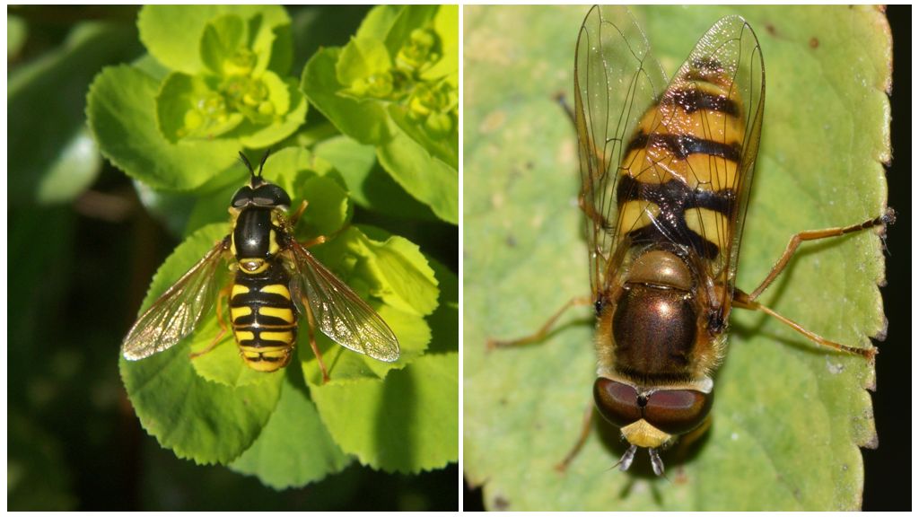 Beskrivelse og foto af en hvepslignende stribet flue