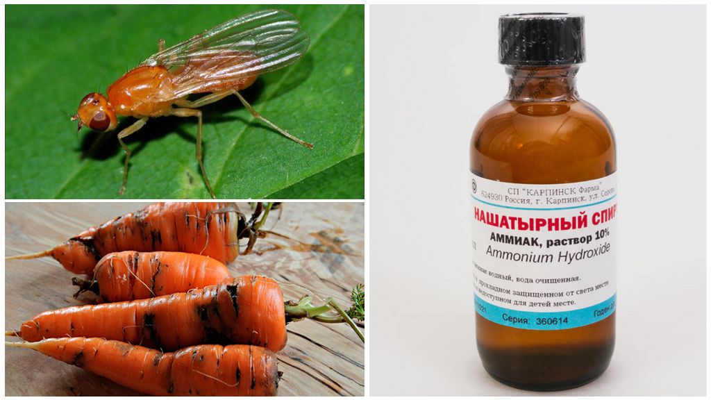 Fighting Carrot Fly with Ammonia