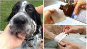 Hundewespenbiss-Behandlung