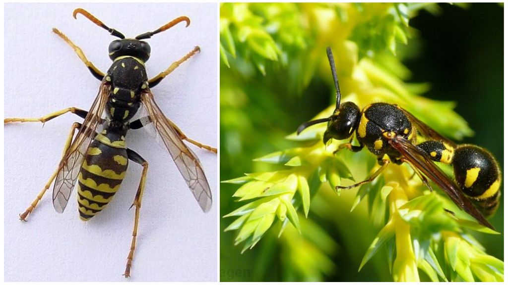 Hoe wespen eruit zien, foto's en beschrijvingen van verschillende soorten wespen