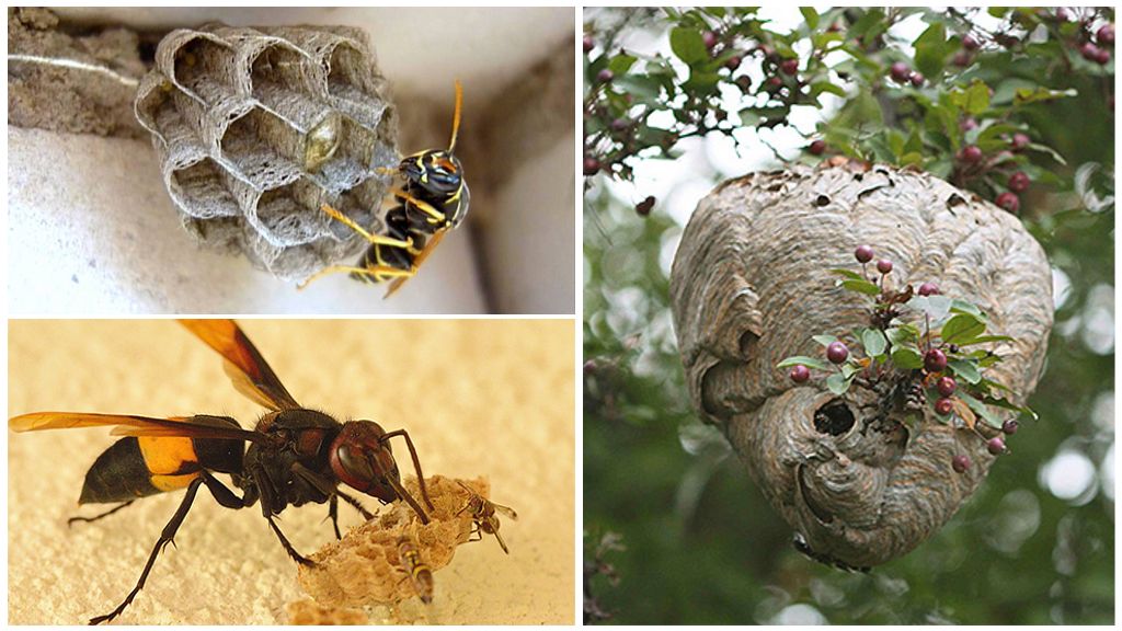 How to get rid of wasps in an apiary