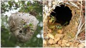 Wasp hive