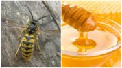 Ong bắp cày và mật ong