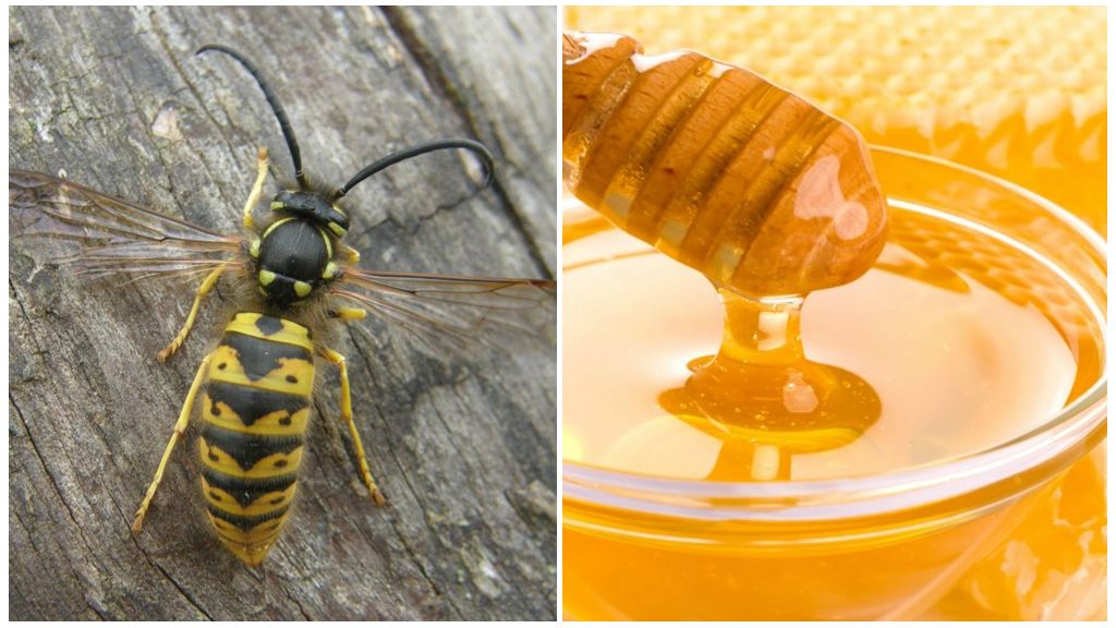 Wasps make honey or not