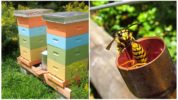 Wasp in de bijenstal