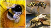 Пчела, бубамара и оса