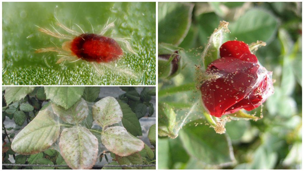 How to process a rose from a spider mite