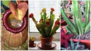 Plantes prédatrices: Nepentes, Sarracenia et Stapelia