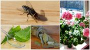 Planter til at afvise fluer i en lejlighed
