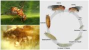 Ciklus razvoja dinjenih muha