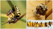 Paper Wasp Reproduction