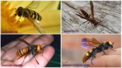 Varieties of wasps
