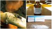 Narodni recepti za borbu protiv luka muhe