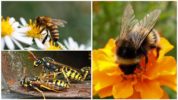 Biene, Hummel und Wespe