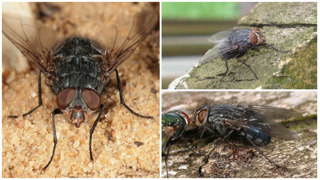 Description and photo of a blue meat fly