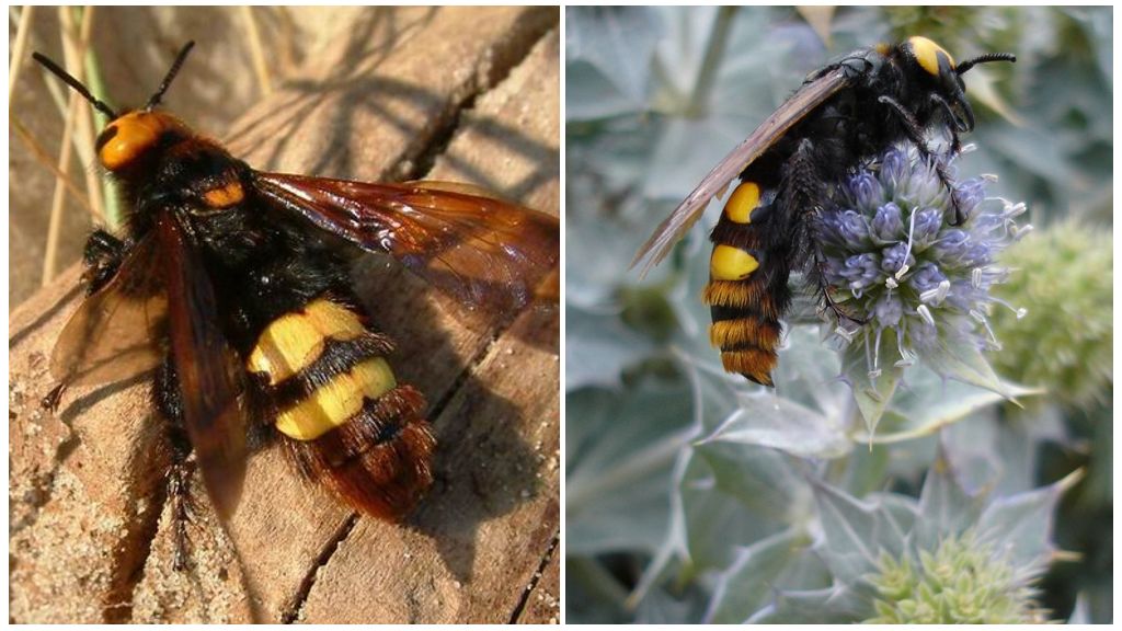 Mô tả và hình ảnh của ong bắp cày khổng lồ
