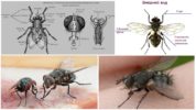 Estructura de la mosca