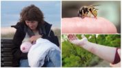 Sự nguy hiểm của một con ong bắp cày trong thời kỳ cho con bú