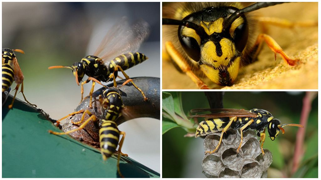 How to drive a wasp out of a house, apartment, room