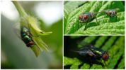 Flies in nature