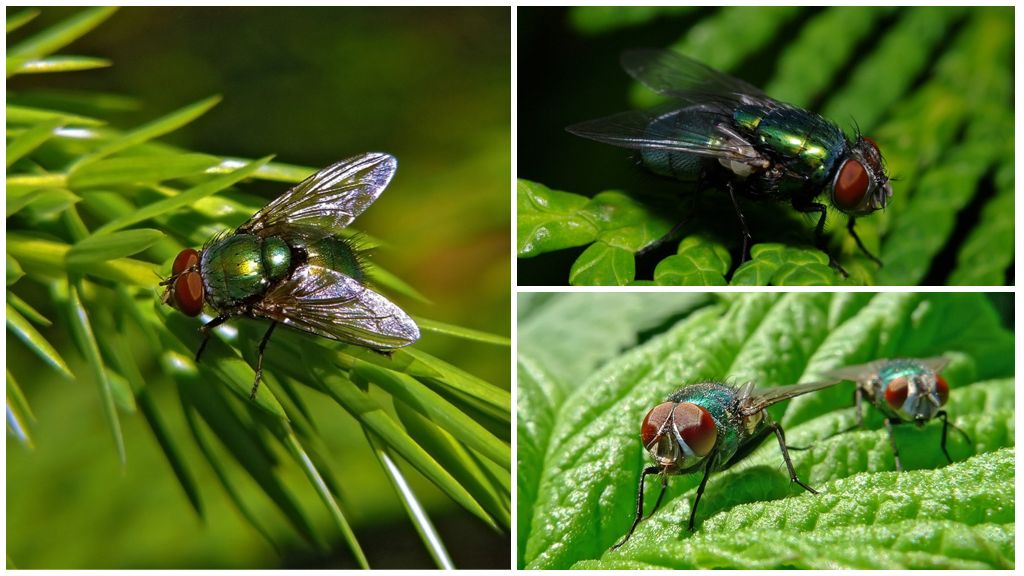 Beschrijving en foto van de groene aasvlieg