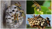 Life wasps