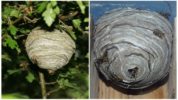 Forest wasp nest