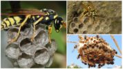 Queen of wasps of public vespins
