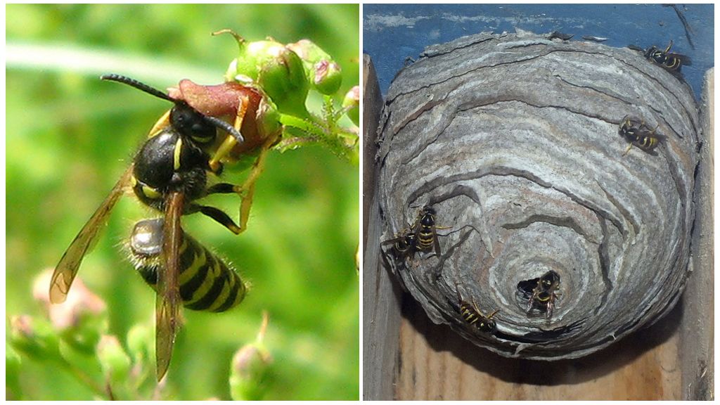 What are wasps for in nature?