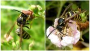 Forest Wasp Nutrition