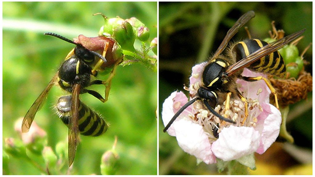 Description and photo of a forest wasp
