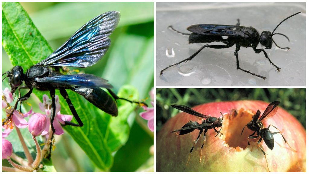 Beschreibung und Fotos von schwarzen Wespen