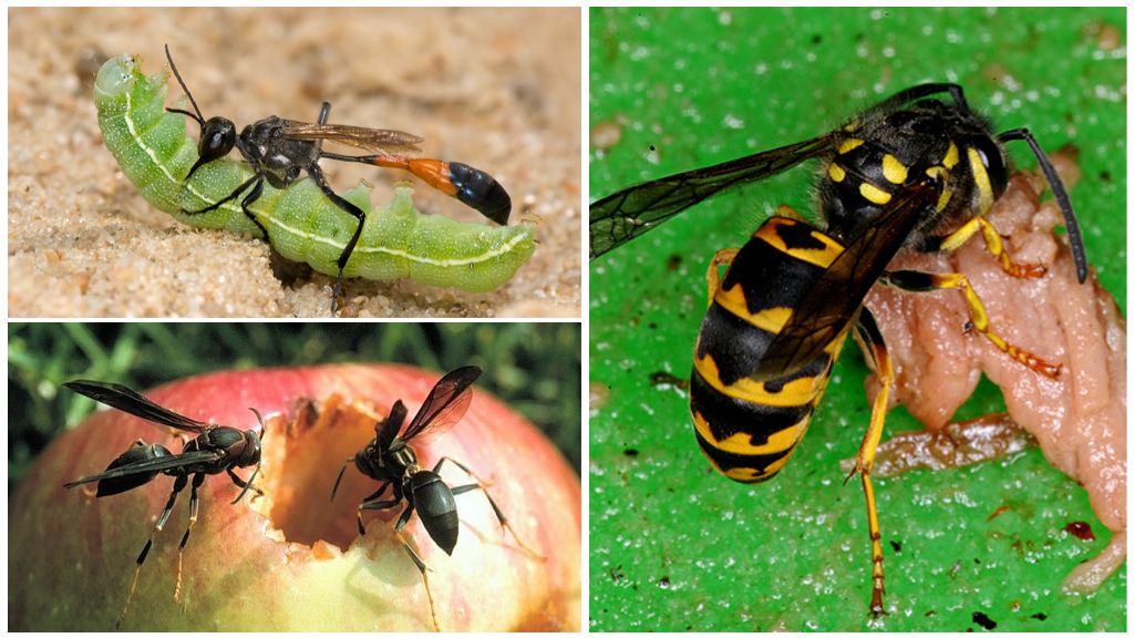 What wasps eat