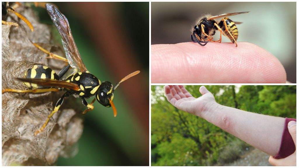 Wasp sting, benefit or harm of wasp venom
