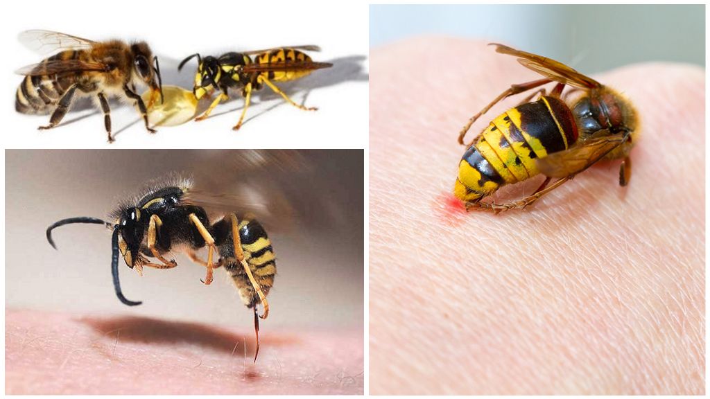 Wer stirbt nach einem Biss: Wespe oder Biene