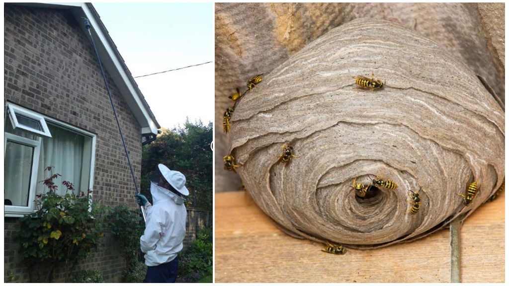 Disinsection of wasps and wasp nests