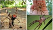 عنكبوت الموز البرازيلي