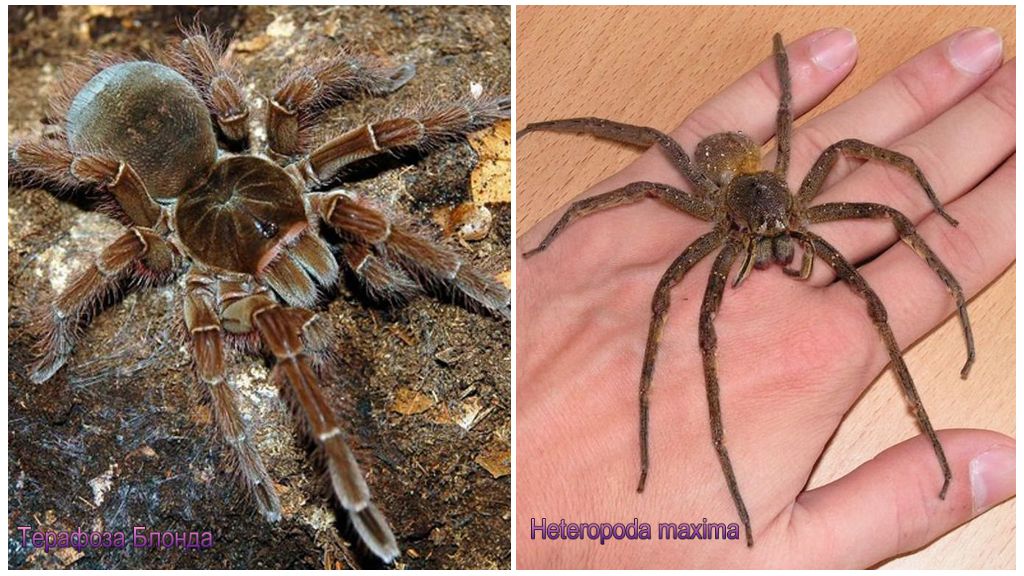 Beskrivelse og fotos af verdens største edderkopper