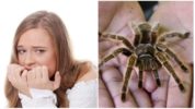 Frygt for edderkopper