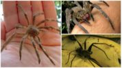 Brasilianische wandernde Spinne