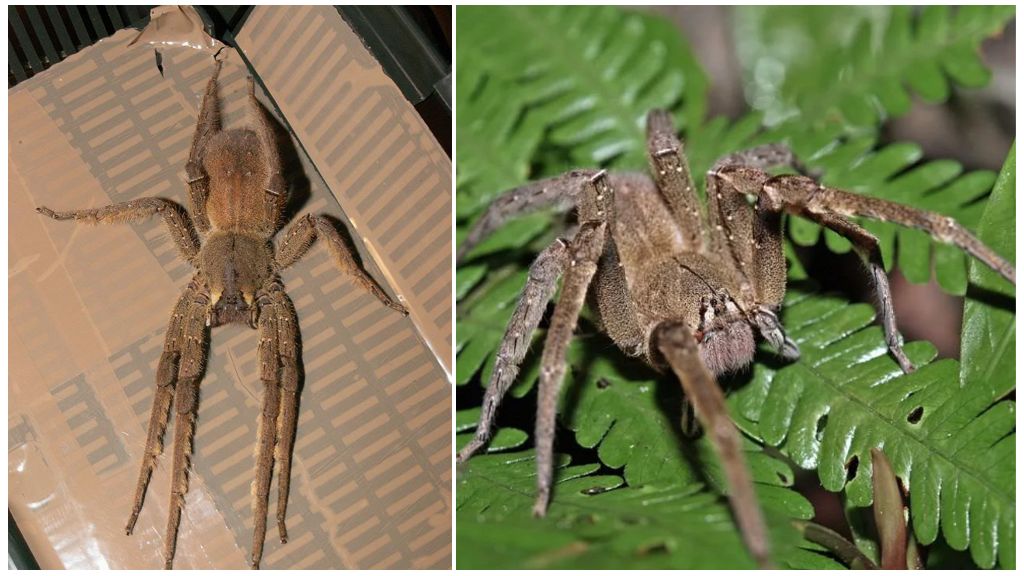 Description and photo of a tramp spider