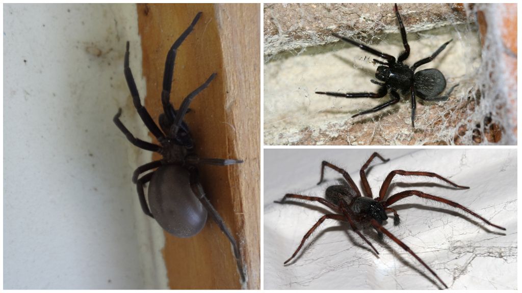 What types of spiders live in an apartment or house