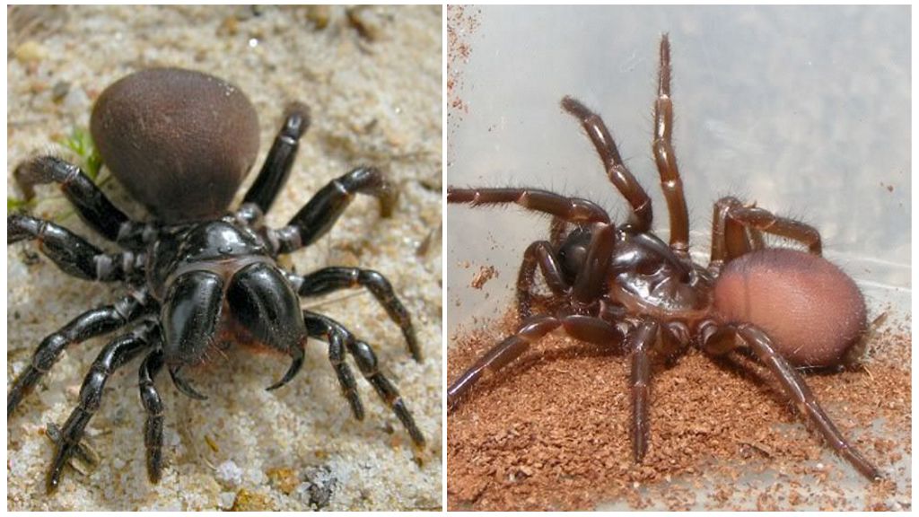 Description et photos des araignées australiennes