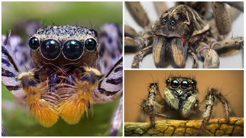 Combien d'yeux a une araignée